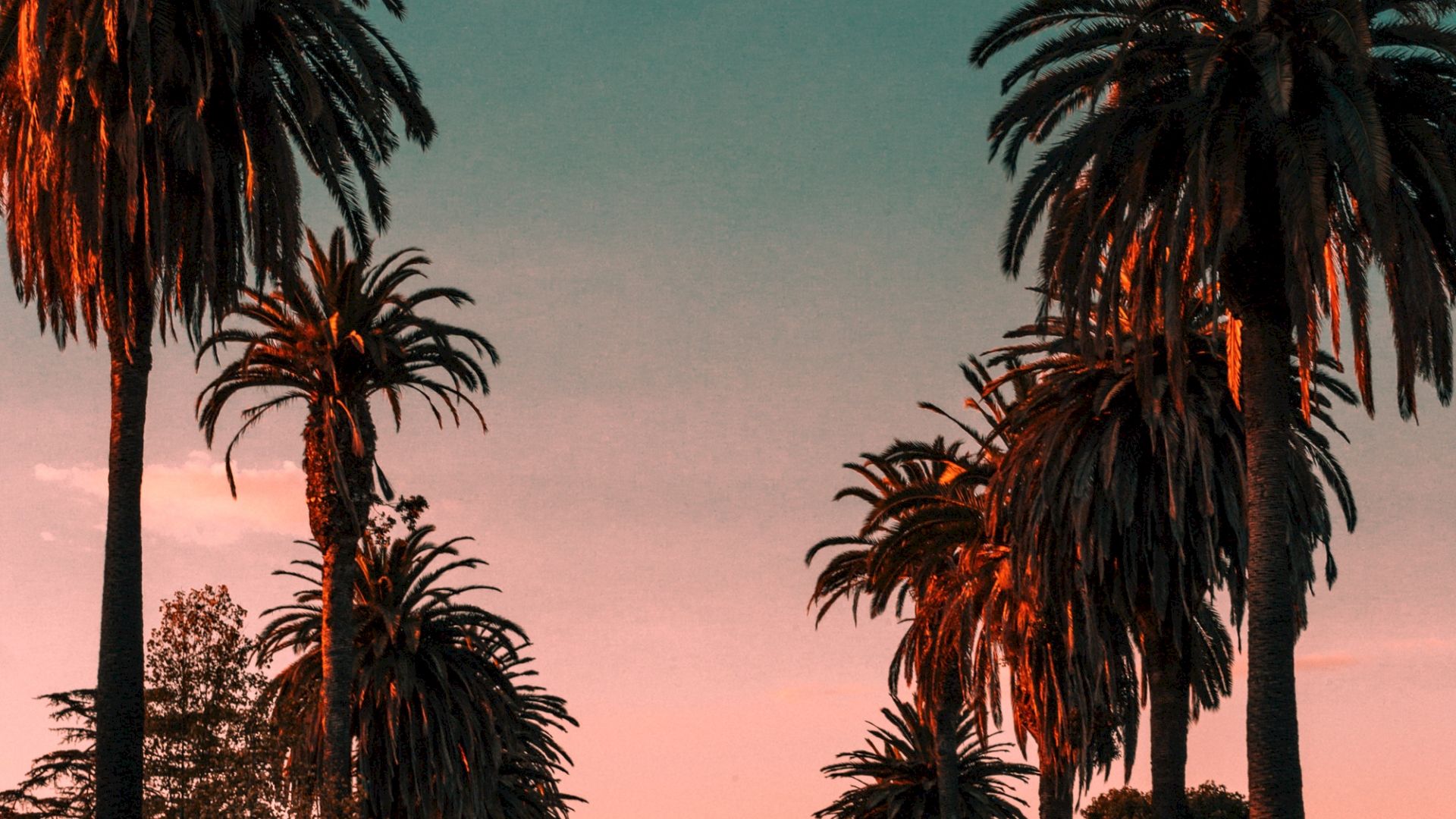 A picturesque street lined with tall palm trees at sunset, with cars parked along the road and a vibrant sky above, creating a serene atmosphere.