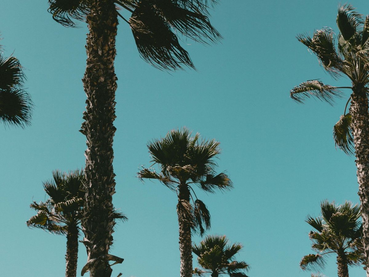 The image shows several tall palm trees against a clear blue sky, giving a serene and tropical impression.